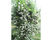 �������� (������ �������), �� 100 �.