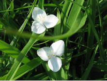 ������������ ������� �����, 80 �.