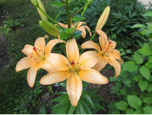 ������ 002.jpg