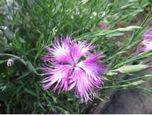 ������ 007.jpg