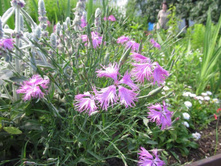 ������ 008.jpg