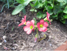 ������ 009.jpg