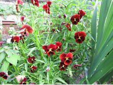 ������ 010.jpg