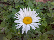 �����-�� ���������� ������� �� ��������)