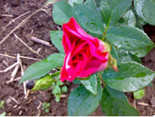 ������ ����� ����� �����