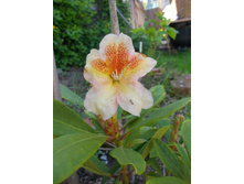 � ������������ 051.JPG