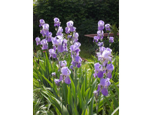 � ������������ 079.JPG