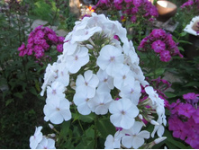 ����� � ��������� �������