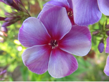 ������-�����.