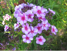 ������-�����.