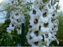 ���� ��� ������