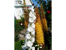 ���� �������� 2 ���