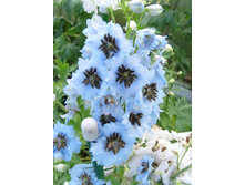 ������� ����