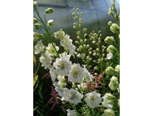 ���� ��������