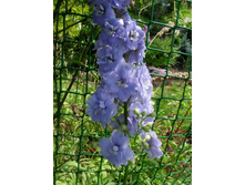 �������� ��� ����