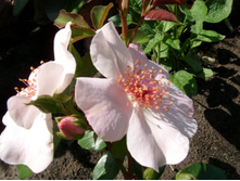 ���� Astronomia - �������� ������