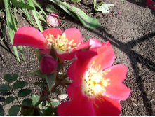 Candia Meidiland-������� ������