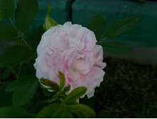 ������� Martin Frobisher