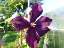 ����� ������(?)