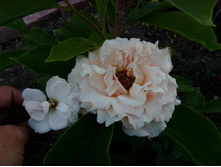 ��� ��������� ������� ������ � ������