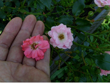 ����� � �����