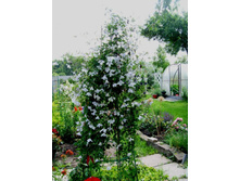 ���� ����� ����������