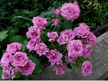 ���� �������� ������.JPG