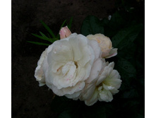 ���� ����� Bouquet Parfait