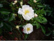 ���� ���� ������� �`����