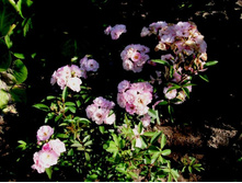 ���� ����� �. ����.JPG