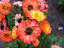 ���� �����1.JPG