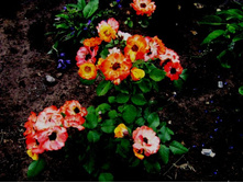 ���� �����.JPG