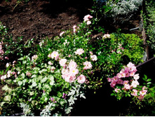 ���� �����.JPG