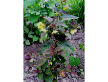 ��������� ����������