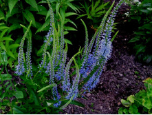 �������� �������.JPG