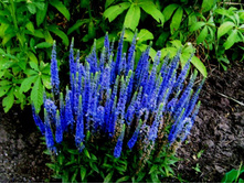 �������� ����������� �����.JPG