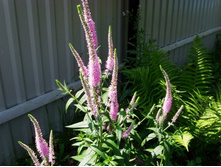 �������� �������.JPG