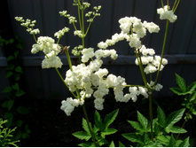 �������� ��������.JPG