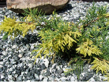 ������������ �������.JPG