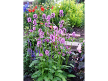 ������ ������.JPG