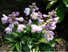 ����� ������� ���� ������.JPG