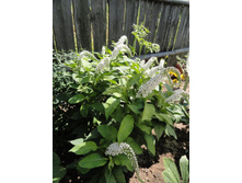 ��������� ������������