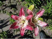 ����� �������- 