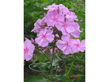 ���������,������ 5,5��