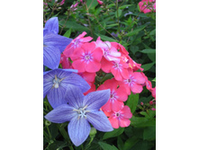  ������(�������)