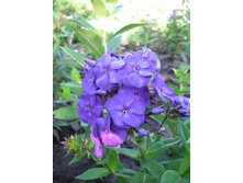 ����� ���� ������� ���������� ����� ������, �������������� �����