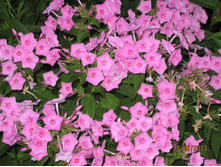 ����� ������ ��� �������� ����� �����.���� ��� "���� ��������"