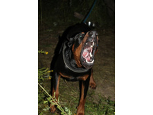 ������ ������ 2013 1226.jpg