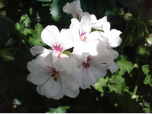 Blanche Roch� ��������.JPG