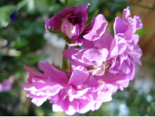 Dresdner Amethyst 1.JPG